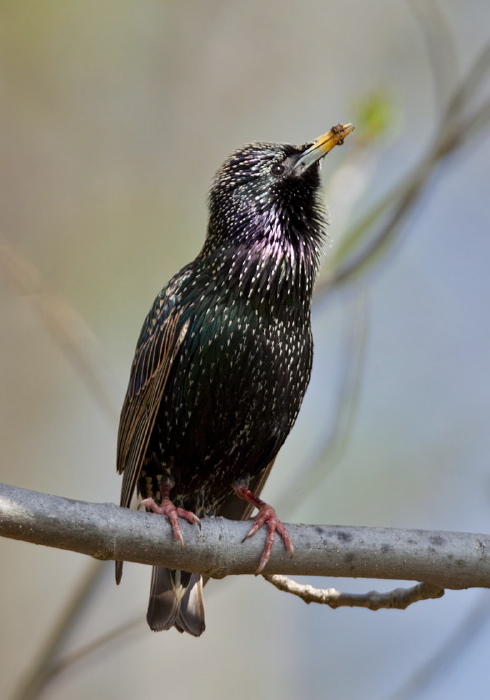 Sturnus vulgaris Sturnidae