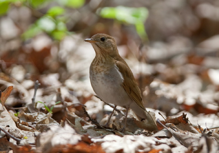 Catharus fuscescens Turdidae