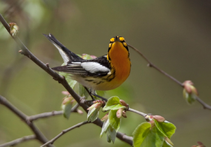 Setophaga fusca Parulidae