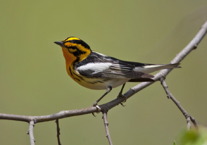 Setophaga fusca Parulidae