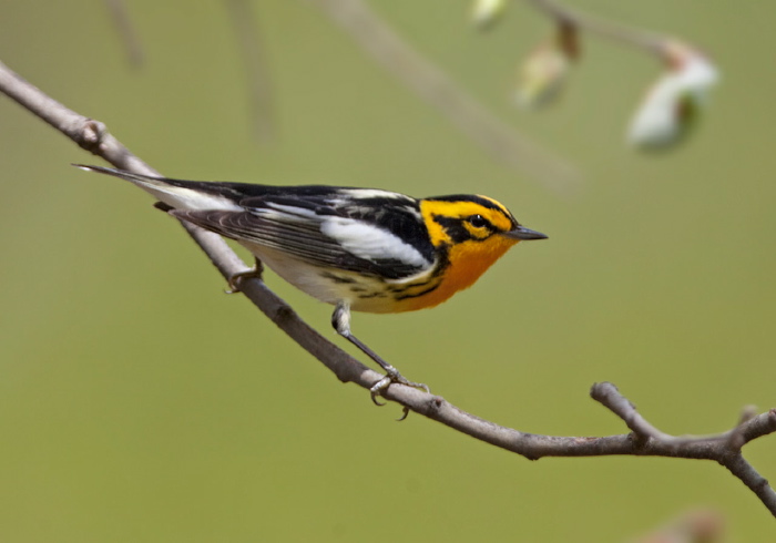 Setophaga fusca Parulidae