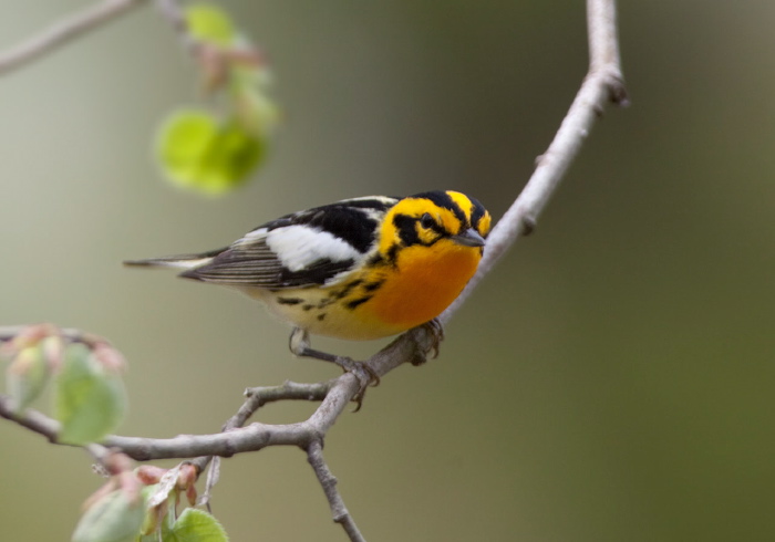 Setophaga fusca Parulidae