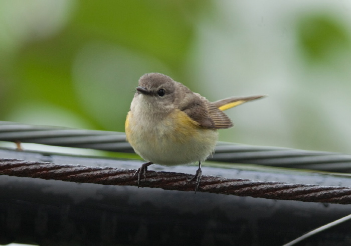 Setophaga ruticilla Parulidae