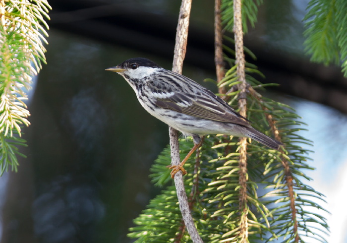 Setophaga striata Parulidae