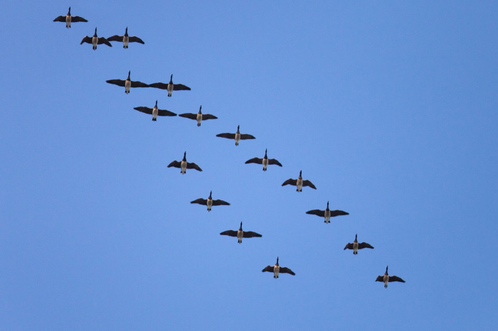 Branta bernicla Anatidae