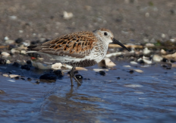 Calidris alpina Scolopacidae