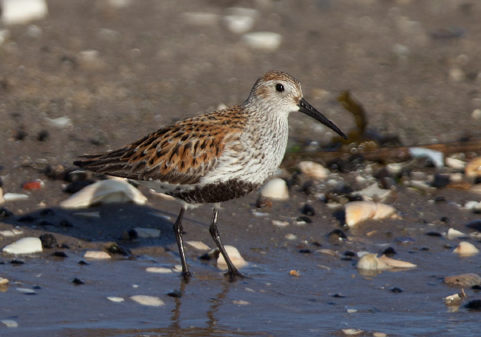 Calidris alpina Scolopacidae