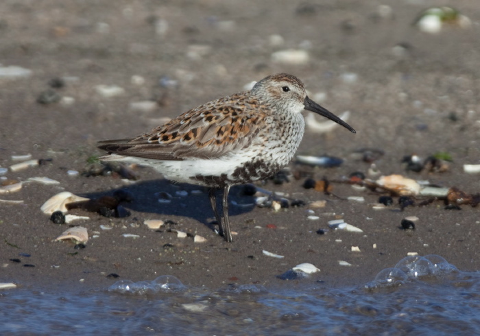 Calidris alpina Scolopacidae