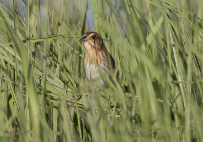 Ammodramus caudacutus Emberizidae