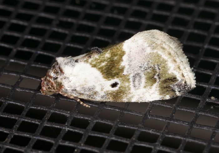 Maliattha synochitis Noctuidae
