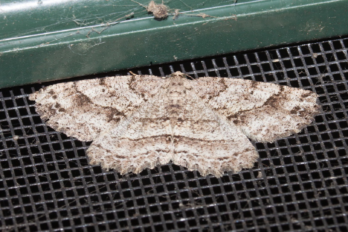 Melanolophia canadaria Geometridae