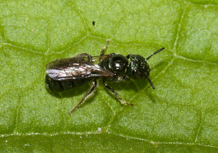 Ceratina (Zadontomerus) calcarata Apidae