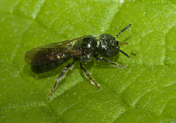 Ceratina (Zadontomerus) calcarata Apidae