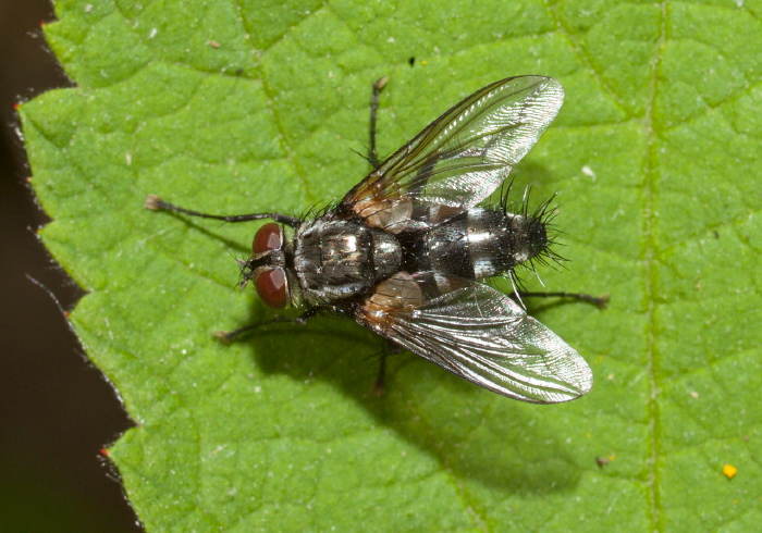Thelaira sp.? Tachinidae