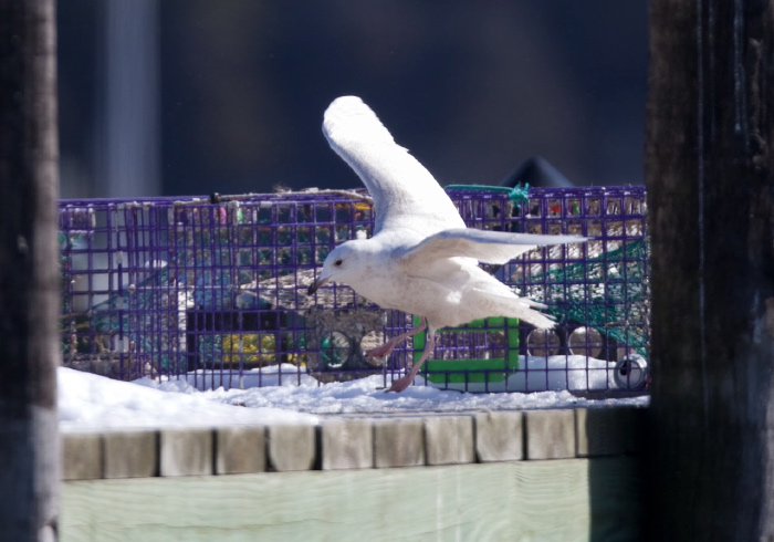 Larus glaucoides Laridae