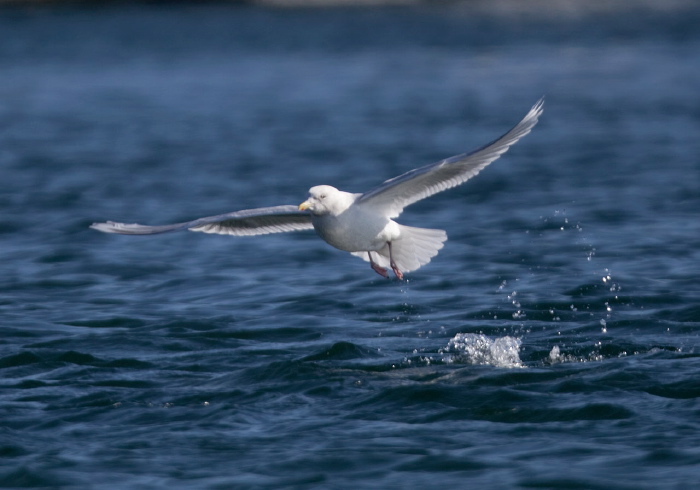 Larus glaucoides Laridae