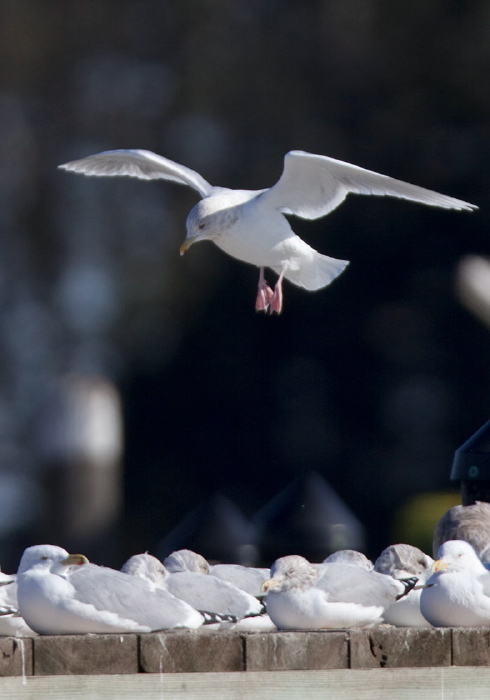 Larus glaucoides Laridae