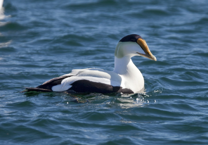 Somateria mollissima Anatidae