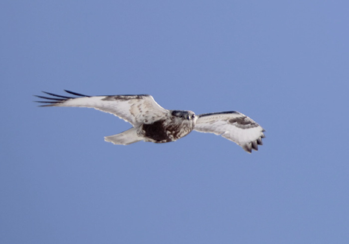 Buteo lagopus Accipitridae