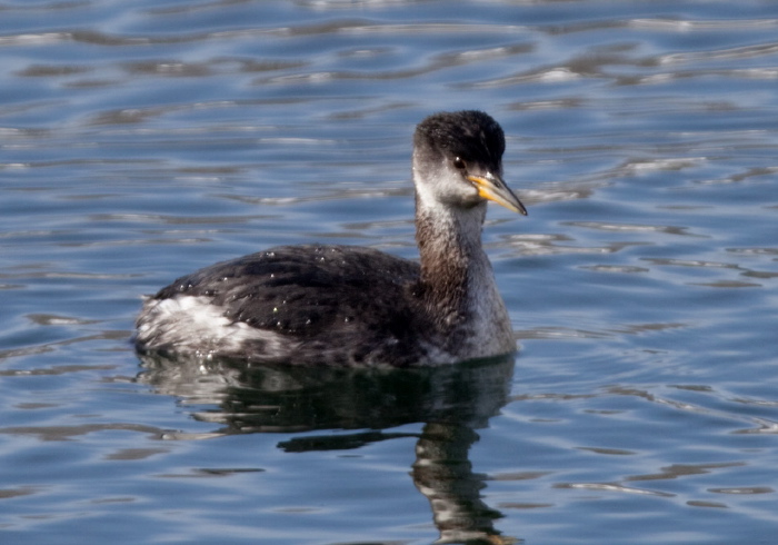 Podiceps grisegena Podicipedidae