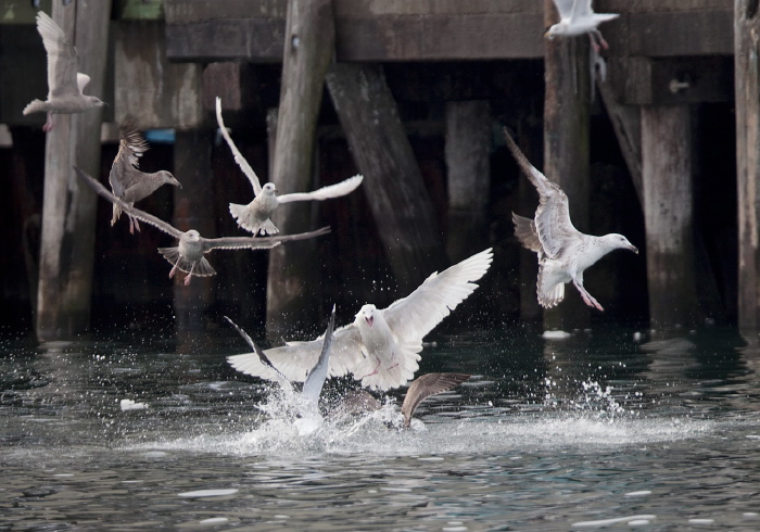 Larus hyperboreus Laridae