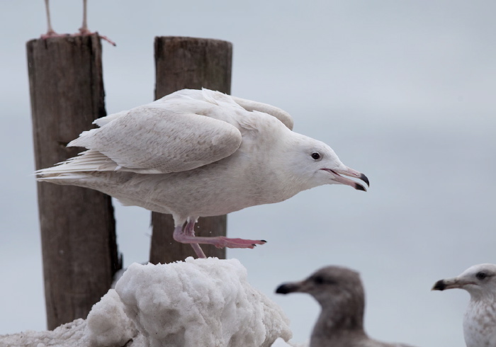 Larus hyperboreus Laridae