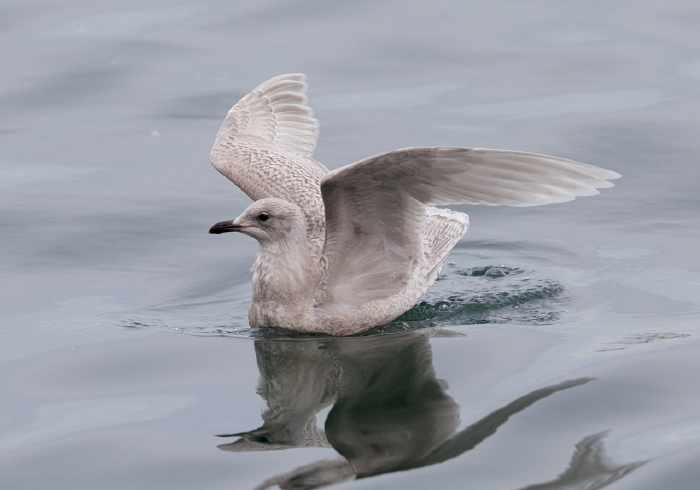 Larus glaucoides Laridae