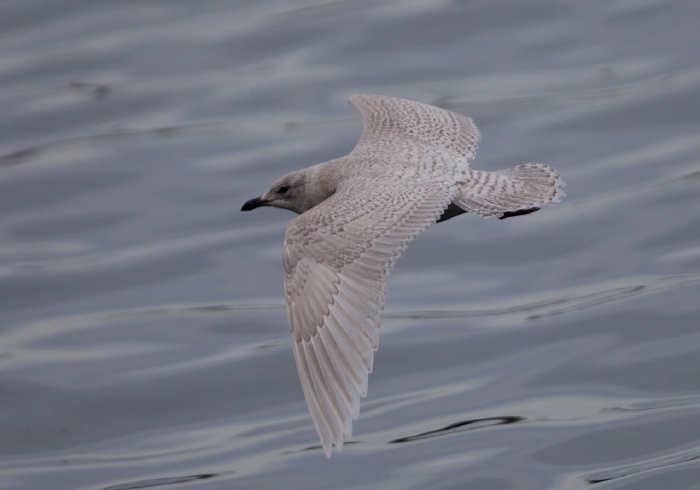 Larus glaucoides Laridae