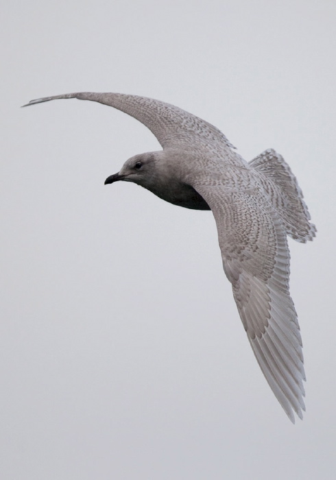 Larus glaucoides Laridae