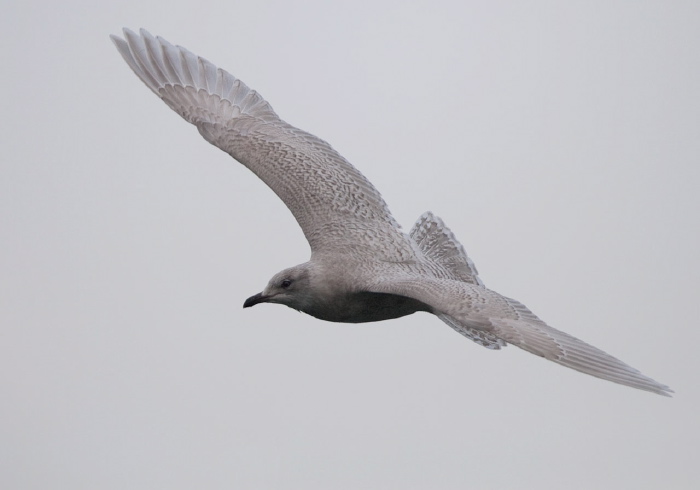 Larus glaucoides Laridae