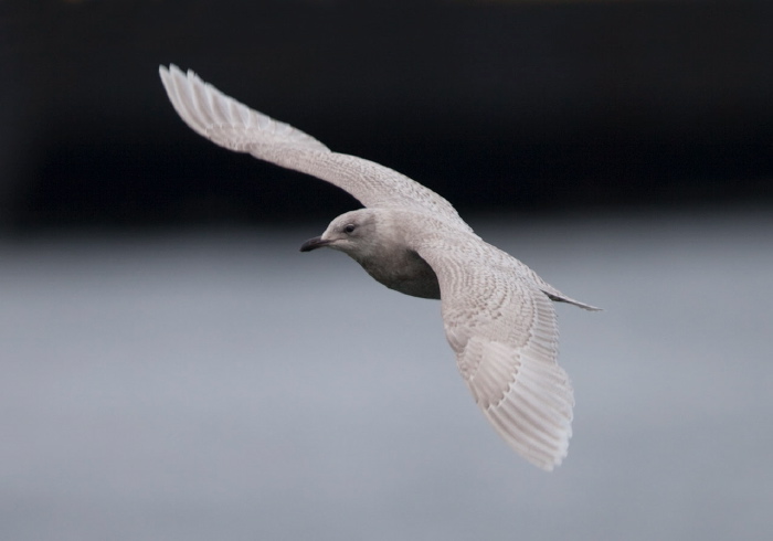 Larus glaucoides Laridae