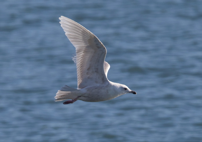 Larus glaucoides Laridae