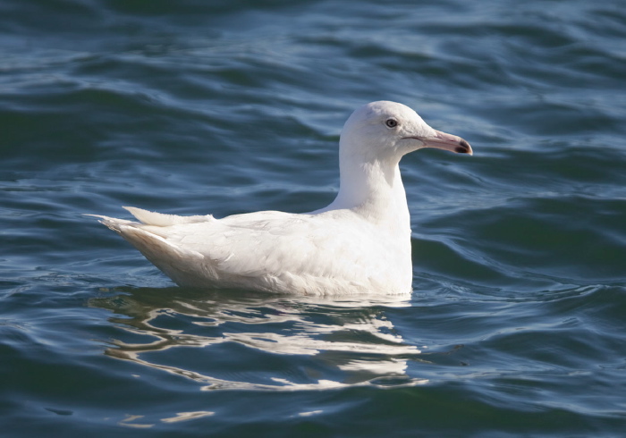 Larus hyperboreus Laridae