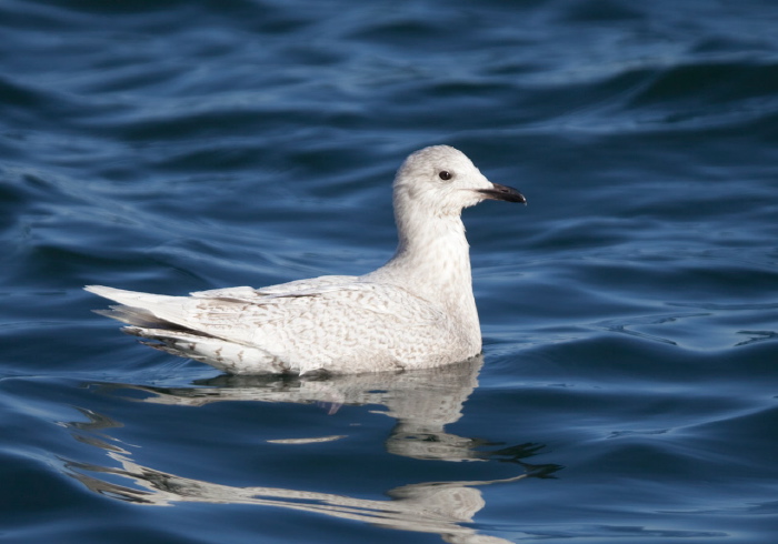 Larus glaucoides Laridae