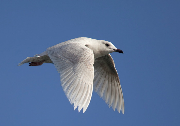 Larus glaucoides Laridae