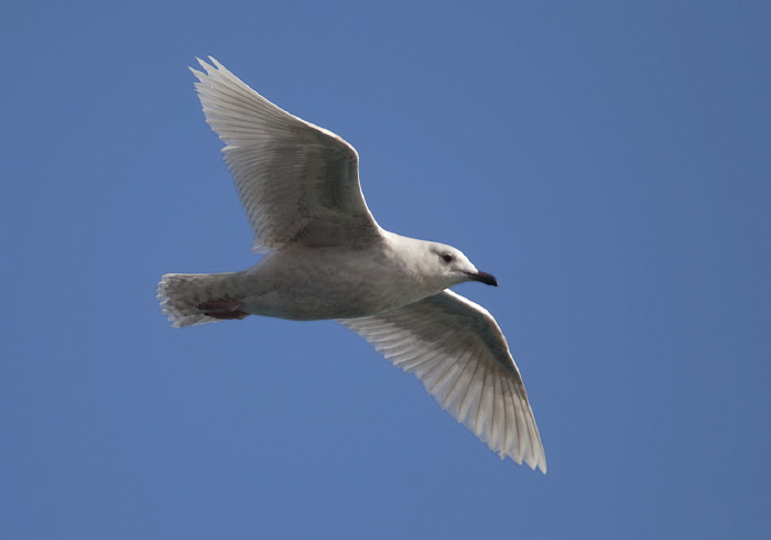 Larus glaucoides Laridae