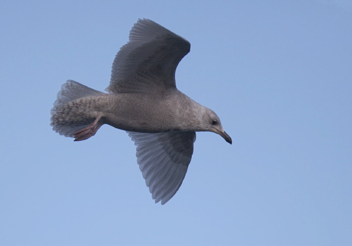 Larus glaucoides Laridae