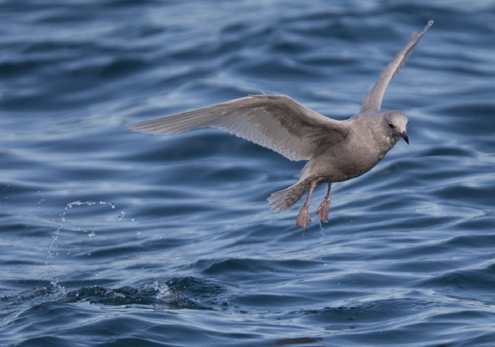 Larus glaucoides Laridae