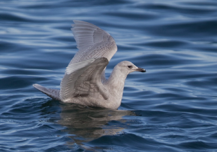 Larus glaucoides Laridae