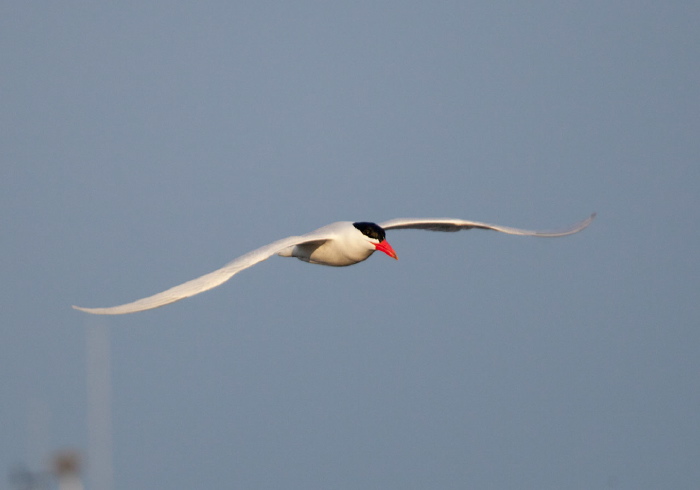 Hydroprogne caspia Sternidae