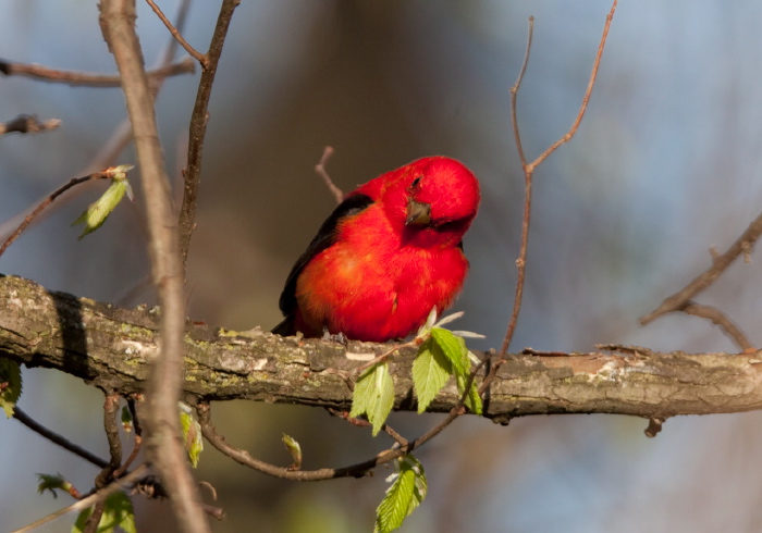 Piranga olivacea Thraupidae