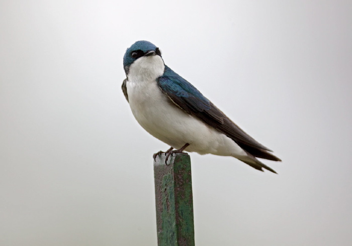 Tachycineta bicolor Hirundinidae