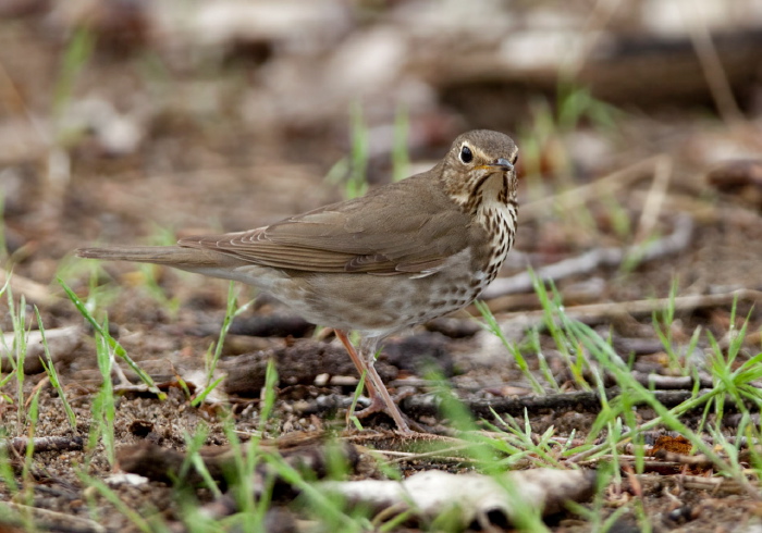 Catharus ustulatus Turdidae