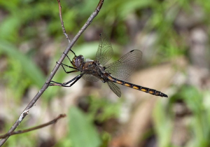 Epitheca canis? Corduliidae