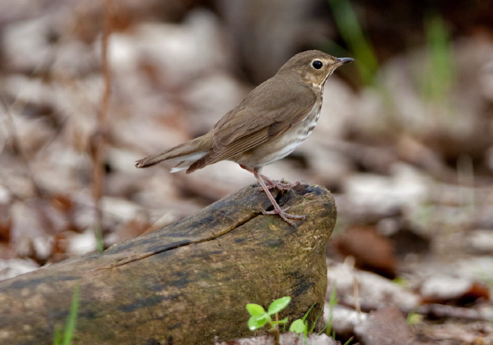 Catharus ustulatus Turdidae