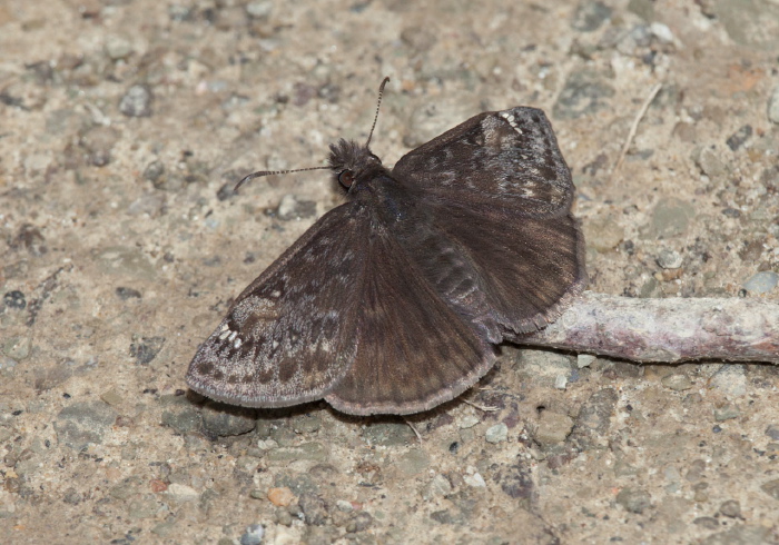 Erynnis juvenali Hesperiidae