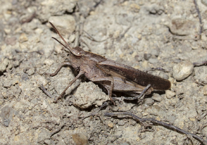 Chortophaga viridifasciata viridifasciata Acrididae