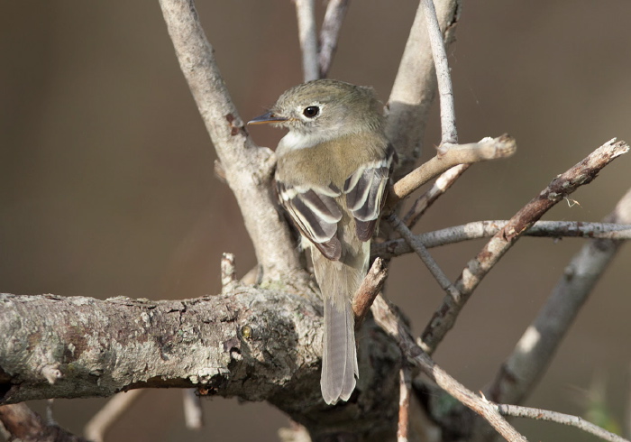 Empidonax minimus Tyrannidae