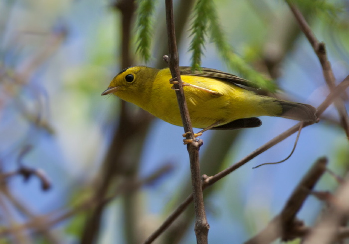 Cardellina pusilla Parulidae