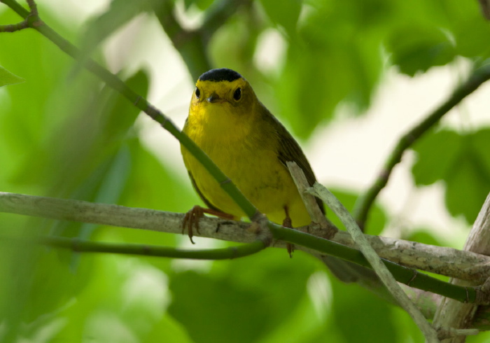 Cardellina pusilla Parulidae